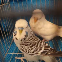 جفت مرغ عشق انگلیسی ۲۰۲۳|پرنده|بابل, |دیوار