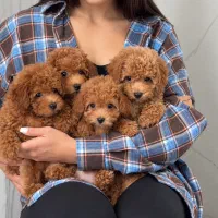toy poodle Red