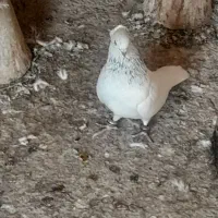 کبوتر|پرنده|خمینی‌شهر, |دیوار