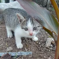 بچه گربه رایگان|گربه|رشت, حومه رشت|دیوار
