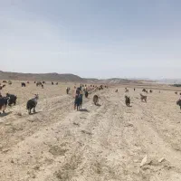 بز شهر کردی