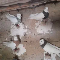 کبوتر طوقی