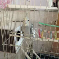 عروسی هلندی