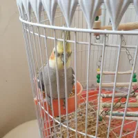 عروس هلندی|پرنده|مشهد, رضاییه|دیوار