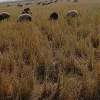 خریدفروش خریداریم گوسفند بز   خریداریم گوسفند