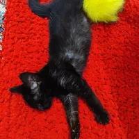 واگذاری گربه