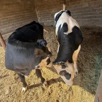 گوساله نر|حیوانات مزرعه|دهگلان, |دیوار