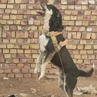 سگ نگهبان|سگ|تربت جام, جامرود|دیوار