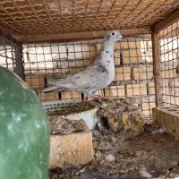 ماده سرور پلاکی