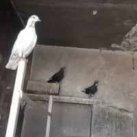 پرنده30عدد