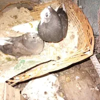 متن پایین پرنده