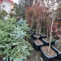 انواع کاج سوزنی نوئل سبز آبی کریسمس کونیکا کلکسیون