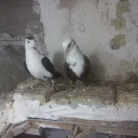 کبوتر رنگی کلاغ کاکلی و ... چناران|پرنده|چناران, |دیوار