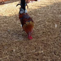 خروس و شاخدار|حیوانات مزرعه|چمران, |دیوار