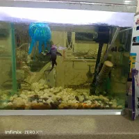 سلام یک آگواریون با یک ماهی ویک لجن خار با وسایلش