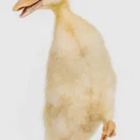 اردک