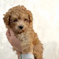 توله پودل ماده