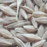 فروش جو|عمده‌فروشی|بروجن, |دیوار