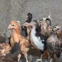 جوجه گلین|لوازم جانبی حیوانات|جلیل آباد, |دیوار