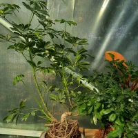 بی سای ، بن سای|گل و گیاه طبیعی|مشکین‌دشت, |دیوار