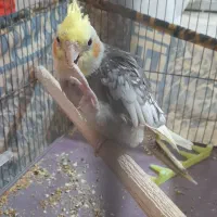 عروس هلندی|پرنده|هشتگرد, شهرک راه آهن|دیوار