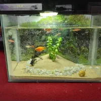 اکواریوم و ماهی گوپی|ماهی|زاهدان, |دیوار