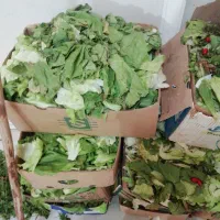 کاهو خوراک دام