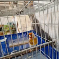 سهرقناری نر خوش رنگ کشیده لر بخون|پرنده|پاکدشت, حصار امیر|دیوار