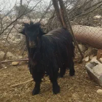 پازن بختیاری جوان23000000