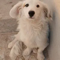 سگ پا کوتاه