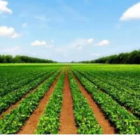 سرکارگرم دو خانواده کار در مزرعه سیر نیازمندم نقده