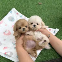 سگ اپارتمانی پودل مالتیز عروسکی مینی|سگ|تهران, پارک شهر|دیوار