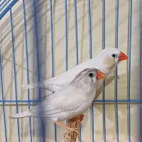 ۳ عدد فنچ سرحال و سالم