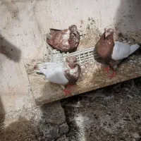کفتر سینه سرخ