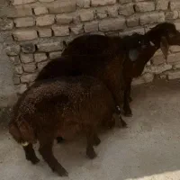 بره نر