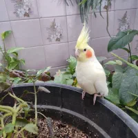 عروس هلندی|پرنده|محلات, |دیوار