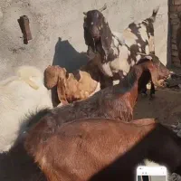 بز گلابی|حیوانات مزرعه|زرندیه, |دیوار