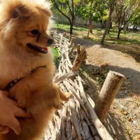 واگذاری سگ پامر|سگ|کرج, حسن آباد|دیوار