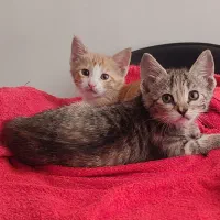 واگذاری بچه گربه