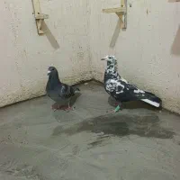 سلام سوسکی و مگس هر دوتا المانی