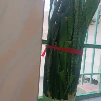 گل سانسوریا