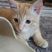 واگذاری رایگان گربه