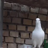 کبوتر