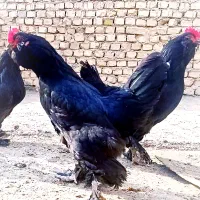 جوجه مرندی اصیل