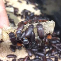 سوسک تاریکی / میلورم