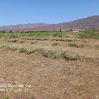 علف حیوانات فروشی|لوازم جانبی حیوانات|تسوج, |دیوار