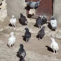 جوجه کبوتر