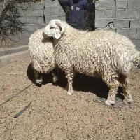 فروش بره نر