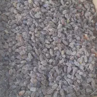 کشمش اعلائ شیرامین