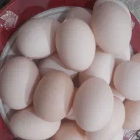 تخم مرغ محلی اصل